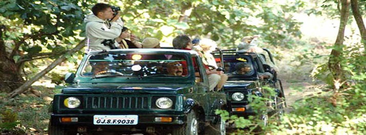 762/United-21 Vanvaso Gir - Gir National Park 09.jpg